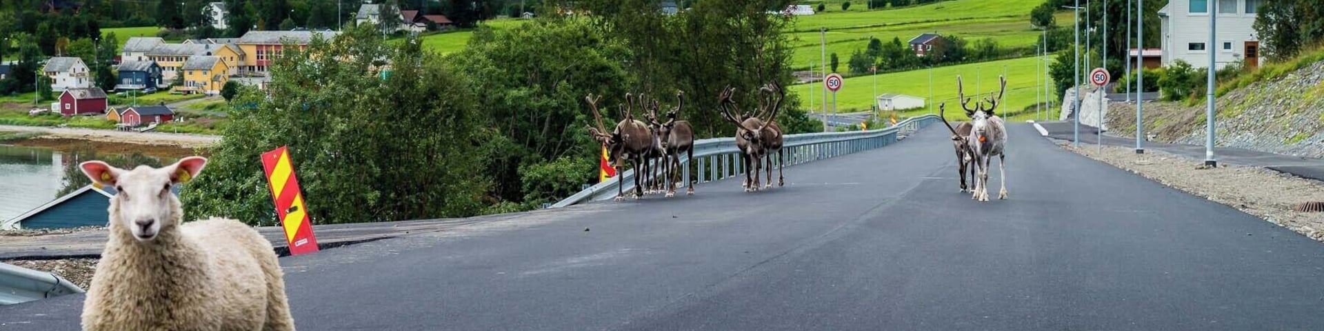 One fearless sheep and some shy reindeer on the road in northern Norway
#OnTheRoad