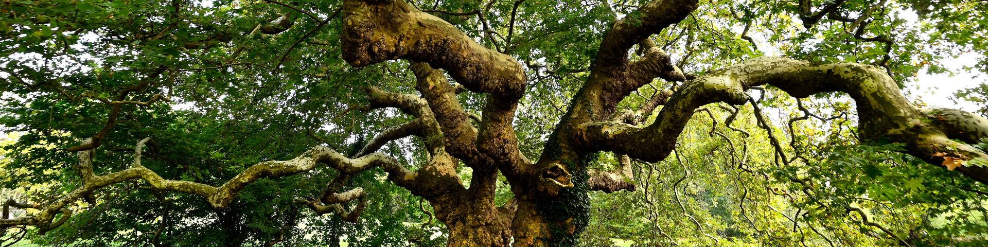 Platanes à missillac