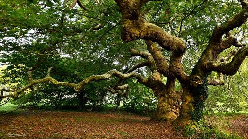 Platanes à missillac