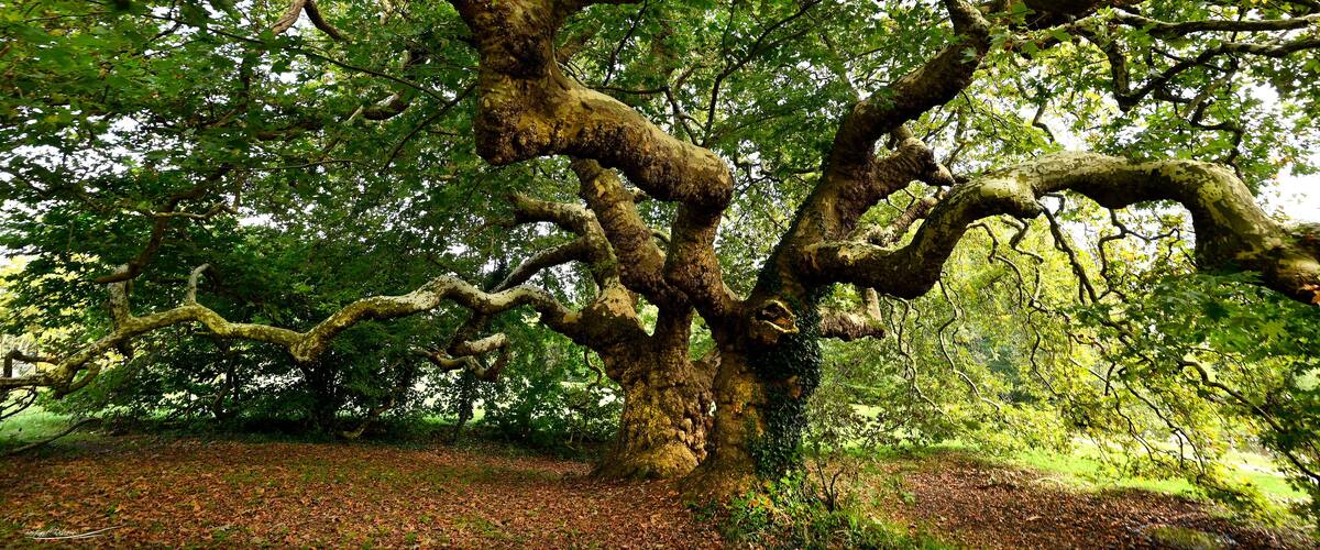 A large, twisted tree in a forest.