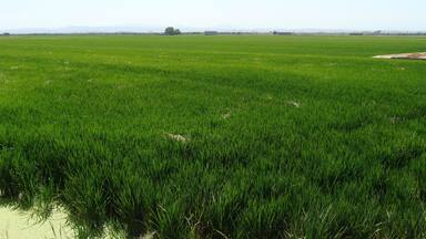 Rice crops in Valencia, Spain, 8 km south of the city