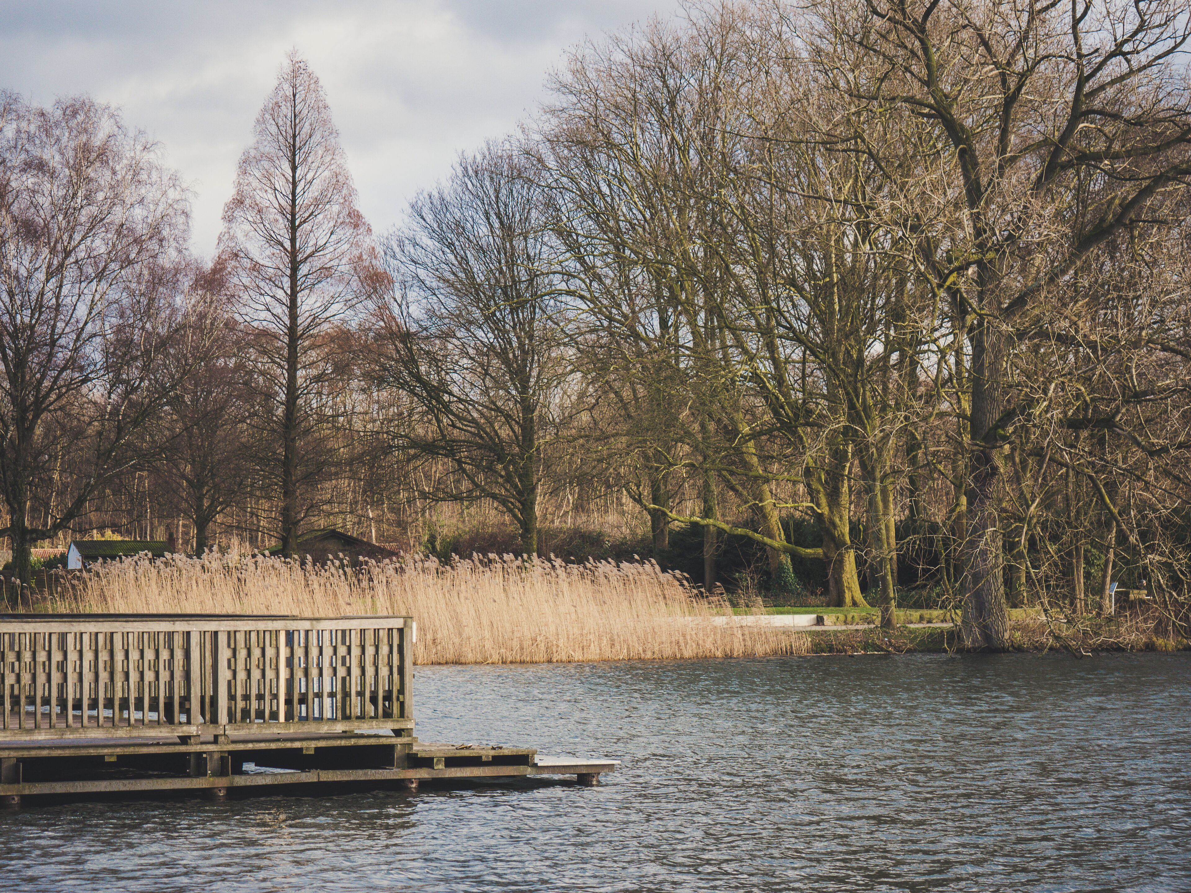 A wooden dock extending into a calm lake, surrounded by leafless trees and tall grasses.