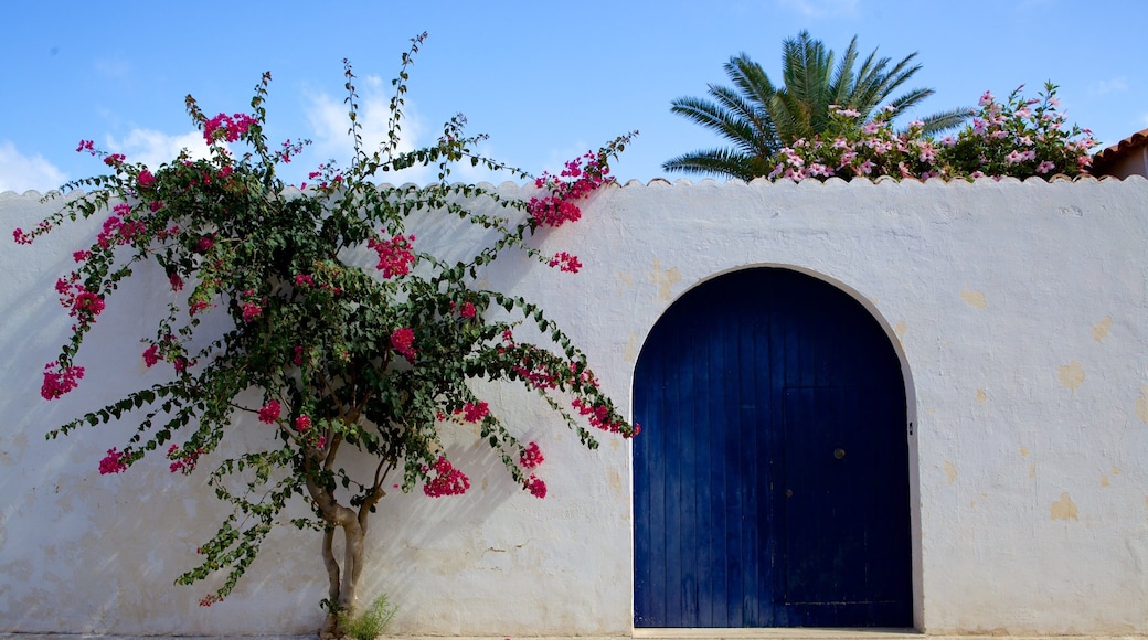 San Vito Lo Capo showing flowers and street scenes