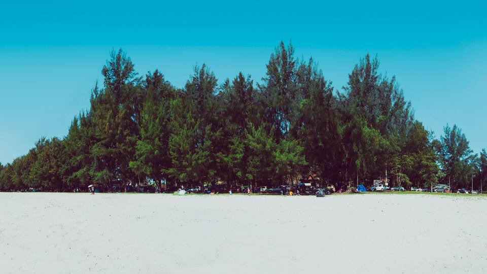 A beach with a dense forest in the background and a clear blue sky.