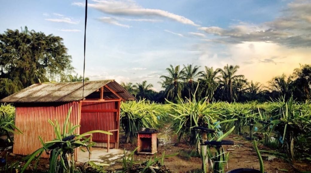 If you into dragon fruit this place has it all. From fresh fruits to enzymes. Go around sunset and you'll be more rewarding
