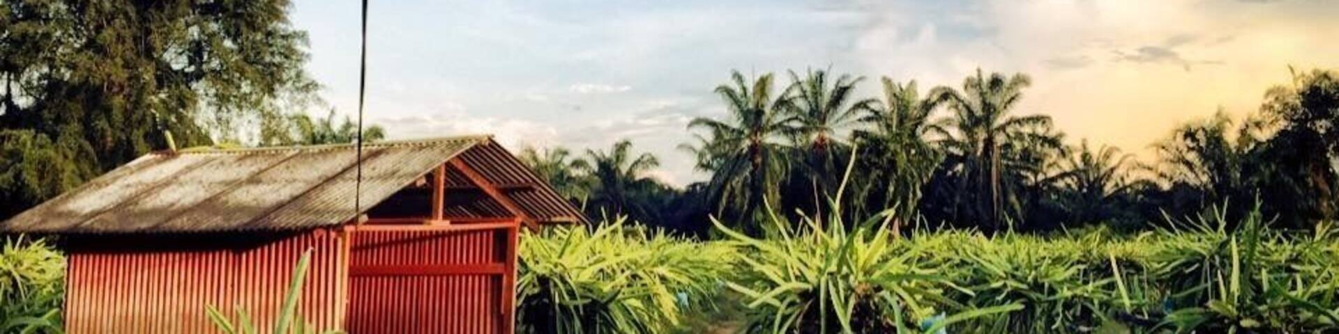 If you into dragon fruit this place has it all. From fresh fruits to enzymes. Go around sunset and you'll be more rewarding