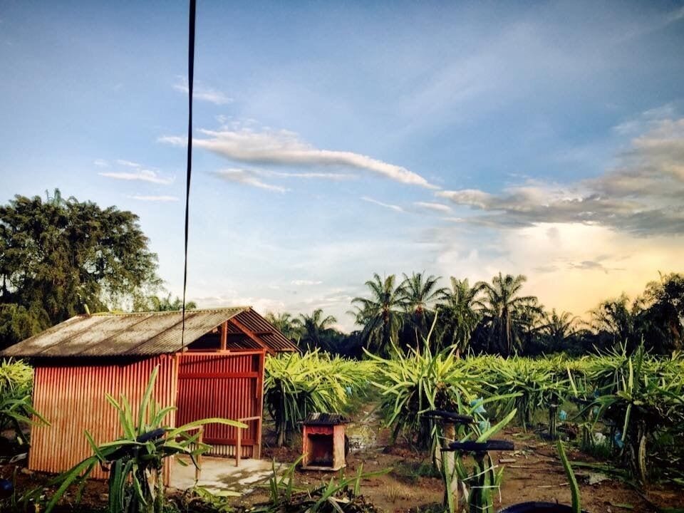 A rural landscape with a small red wooden structure, a field of sugarcane, and a clear sky.