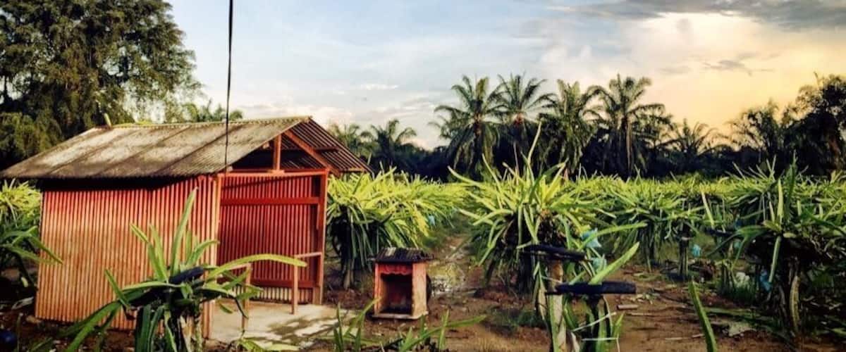 A rural landscape with a small red wooden structure, a field of sugarcane, and a clear sky.