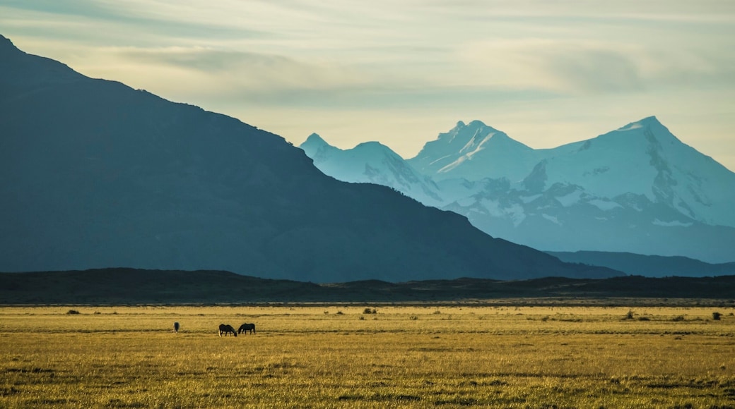 Golden hour of light.. on our driveway back from Los Glaciers NP 😌. I could manage this capture when only one tick of battery charge was left in my cam and the bus was moving as fast as it could to get us back to the town before its dark.The pictures, many of them may not be perfect captures but most randomly clicked. We didn't have proper gears for some great wildlife captures and felt at a loss on many occasions, however what eyes beheld at every step through this terrain is the best we can hold on to until we return to be lost once again. 😍 Some around 3k random pictures have piled up in this trip! 😂#losglaciaresnationalpark #goldenhourlight #amateurphotography #travelforthesoul #travelandliving #traveladdicts #wanderlustcouple
#wildlife #naturephotography #naturelovers #nikond5300