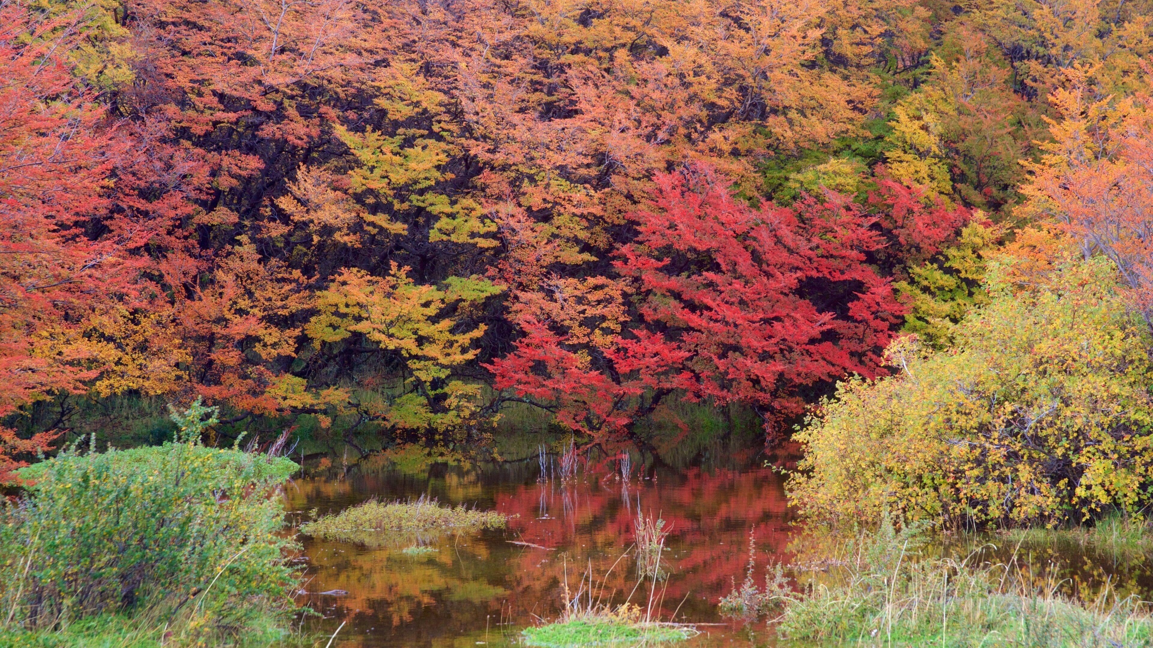 El Calafate featuring forest scenes, fall colors and a pond