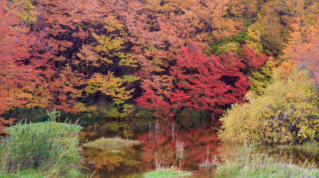 El Calafate featuring forest scenes, fall colors and a pond