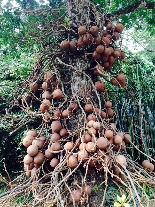 Cannonball tree at the botanical gardens, Penang, Malaysia.
