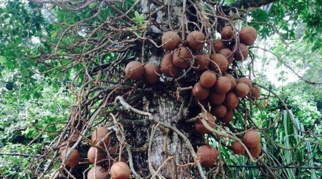 Cannonball tree at the botanical gardens, Penang, Malaysia.