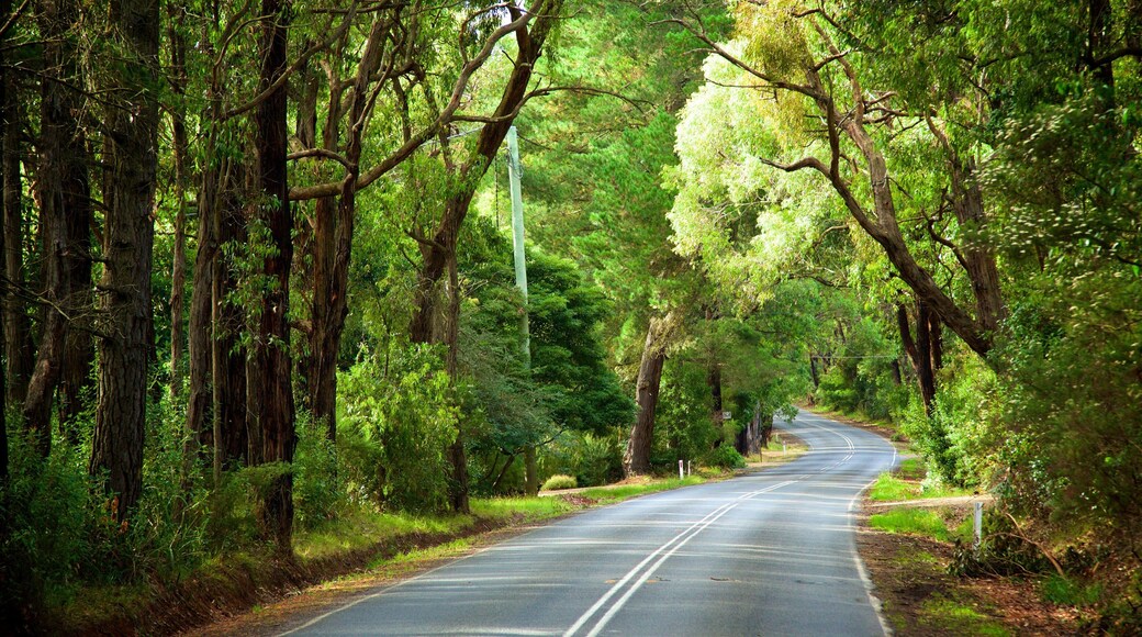 Red Hill South which includes forests