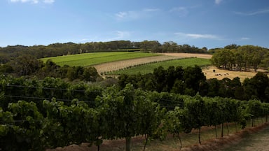 Vinhedo com fileiras de videiras, um campo de plantações e uma paisagem montanhosa com árvores.