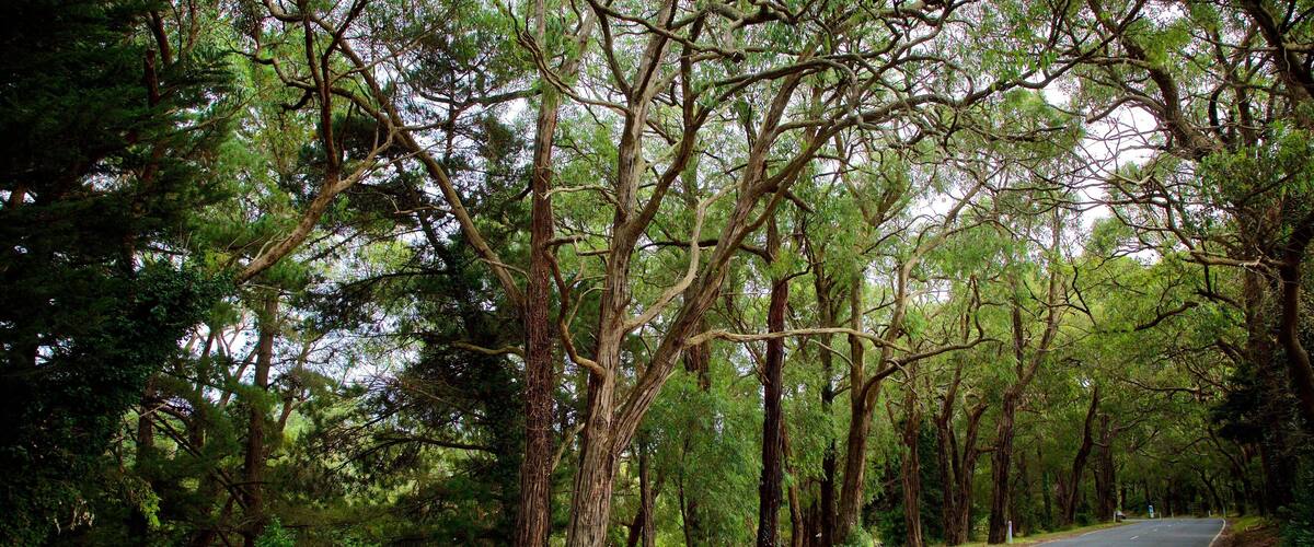 Red Hill South featuring forests