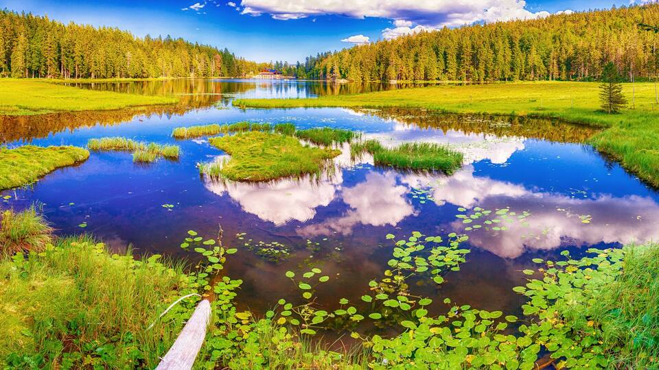 A serene lake surrounded by lush greenery and dense forests.