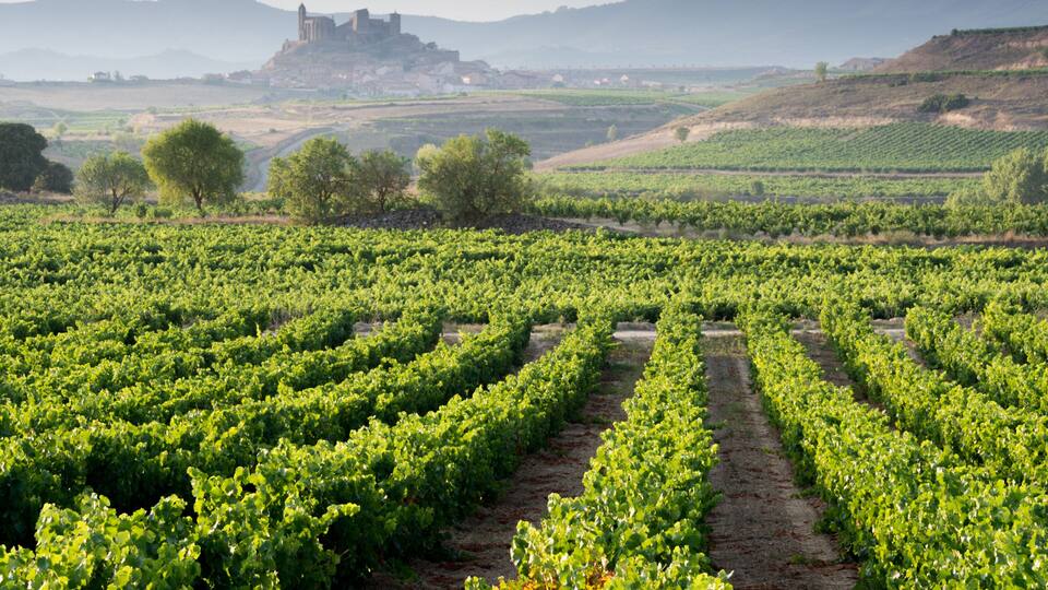 A vineyard with rows of grapevines and a distant castle on a hill.