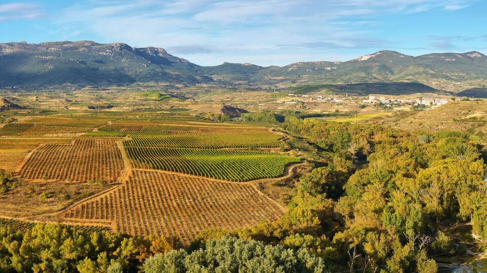A vineyard landscape with a river and mountains in the background.
