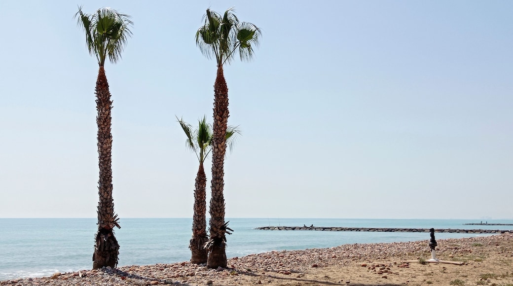 beach with three palm trees