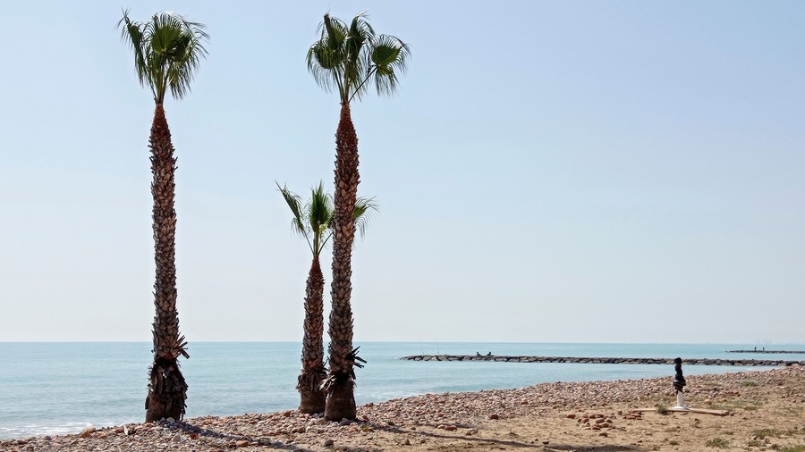beach with three palm trees