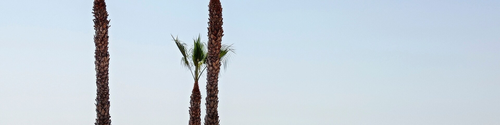 beach with three palm trees