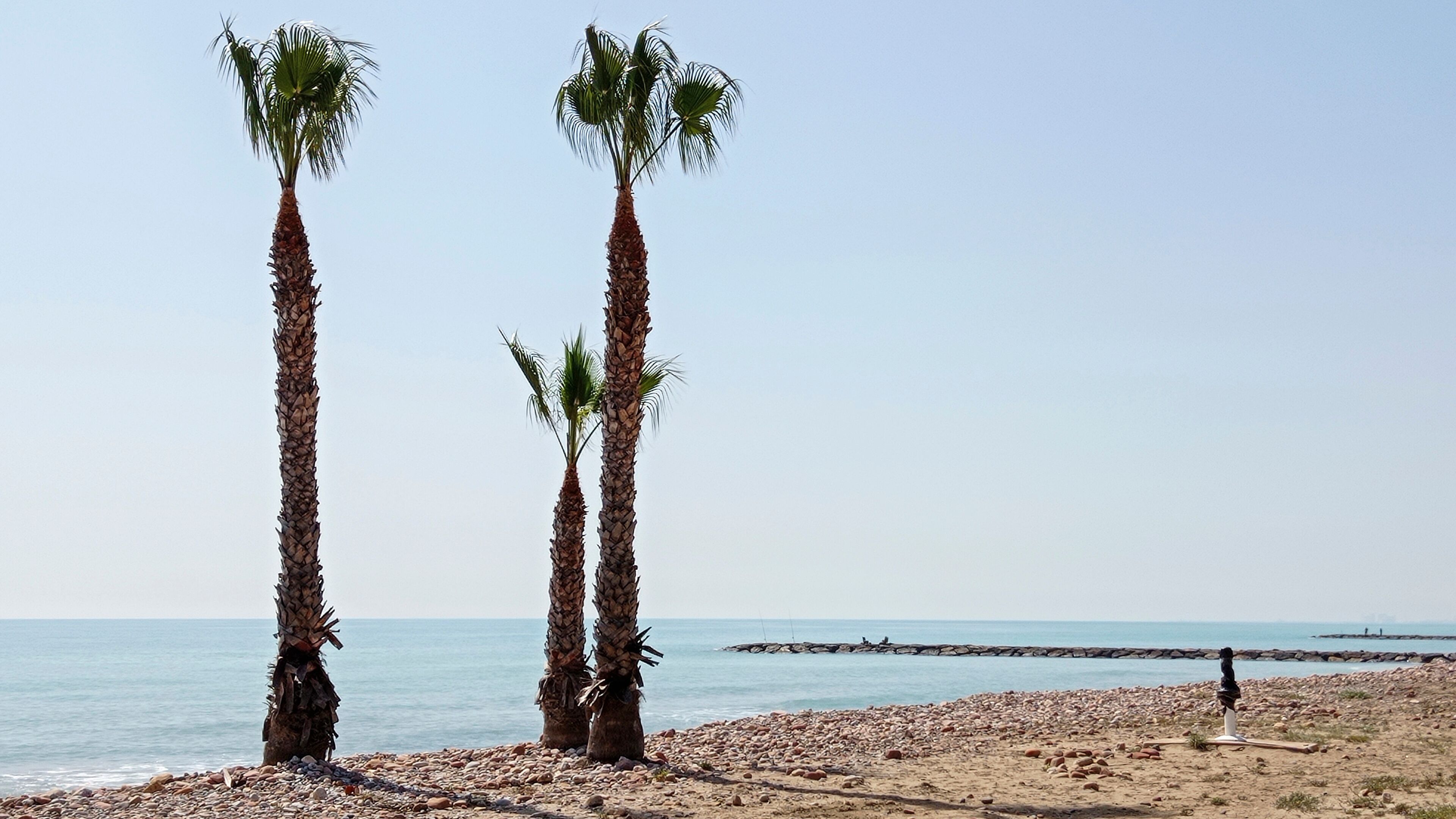 A beach with tall palm trees and a rocky shoreline.