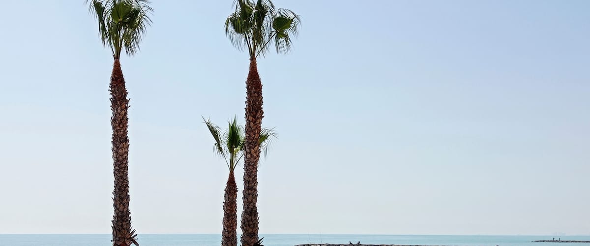 A beach with tall palm trees and a rocky shoreline.