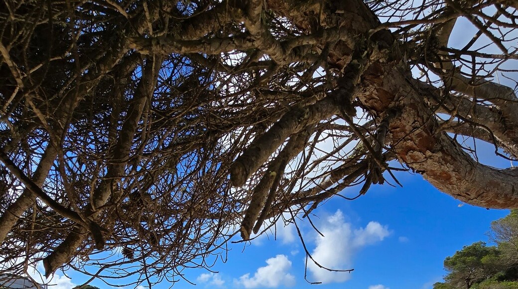 Cala Anguila Beach in Mallorca on a Sunny Day