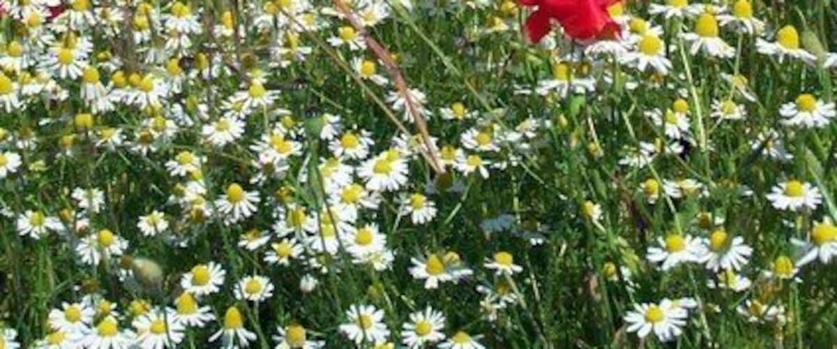 Poppy Power Construction of a rain water run off settling pond at the Holmfield interchange during building of the new Motorway, allows daisies and poppies to "Spring" to life.
