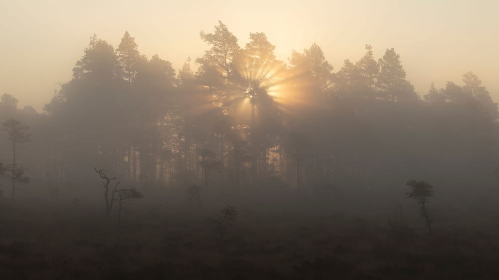 Trees in foggy marsh at sunset in Store Mosse National Park Sweden