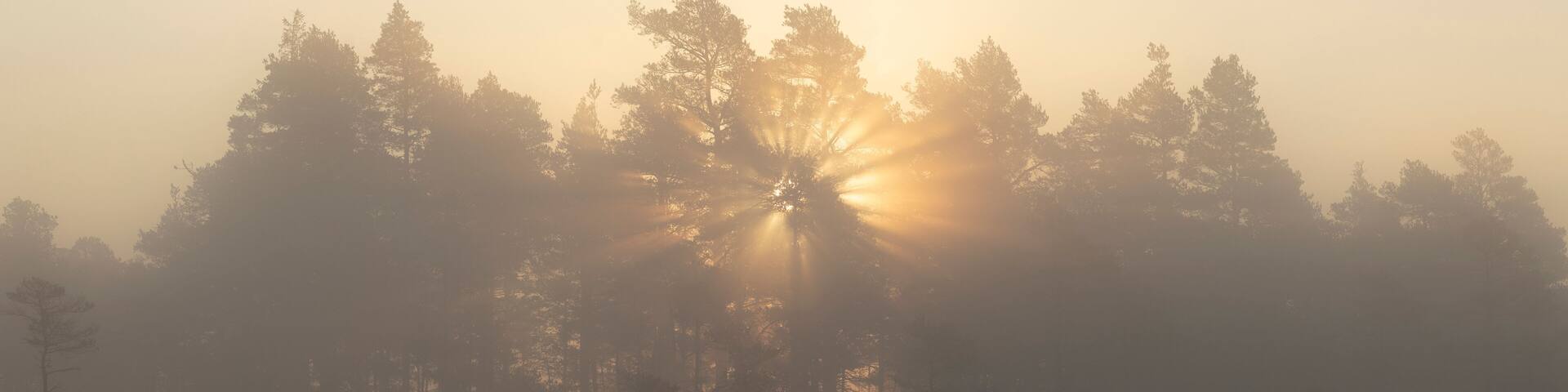 Trees in foggy marsh at sunset in Store Mosse National Park Sweden
