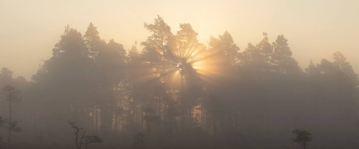 A forest with trees silhouetted against a hazy sky and sunlight filtering through.