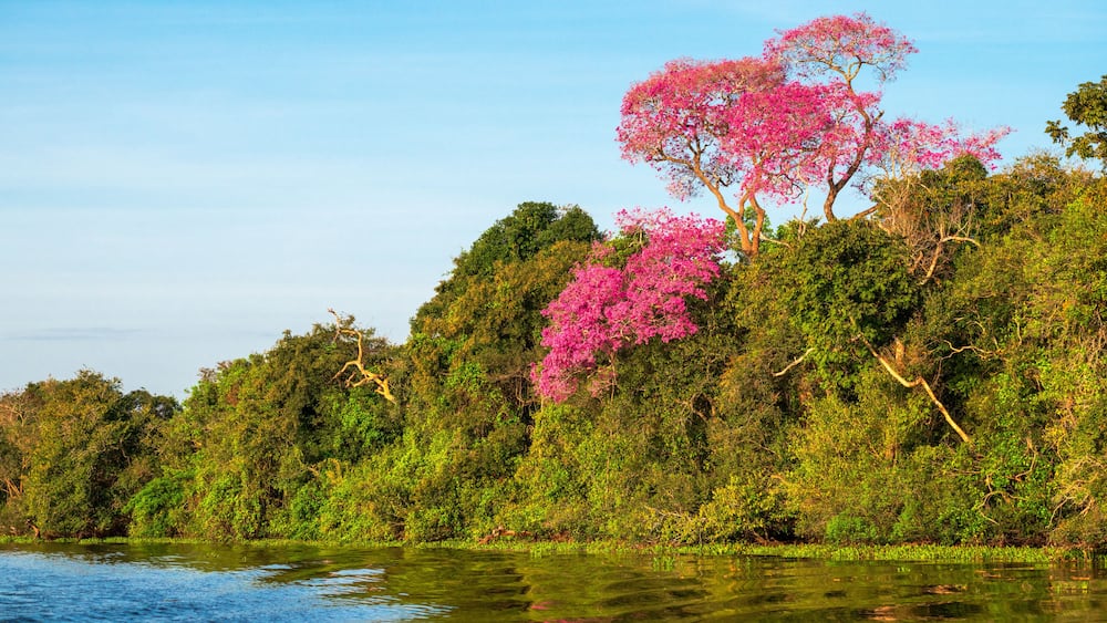 Une rive de rivière bordée d’une végétation luxuriante et d’arbres à fleurs roses.