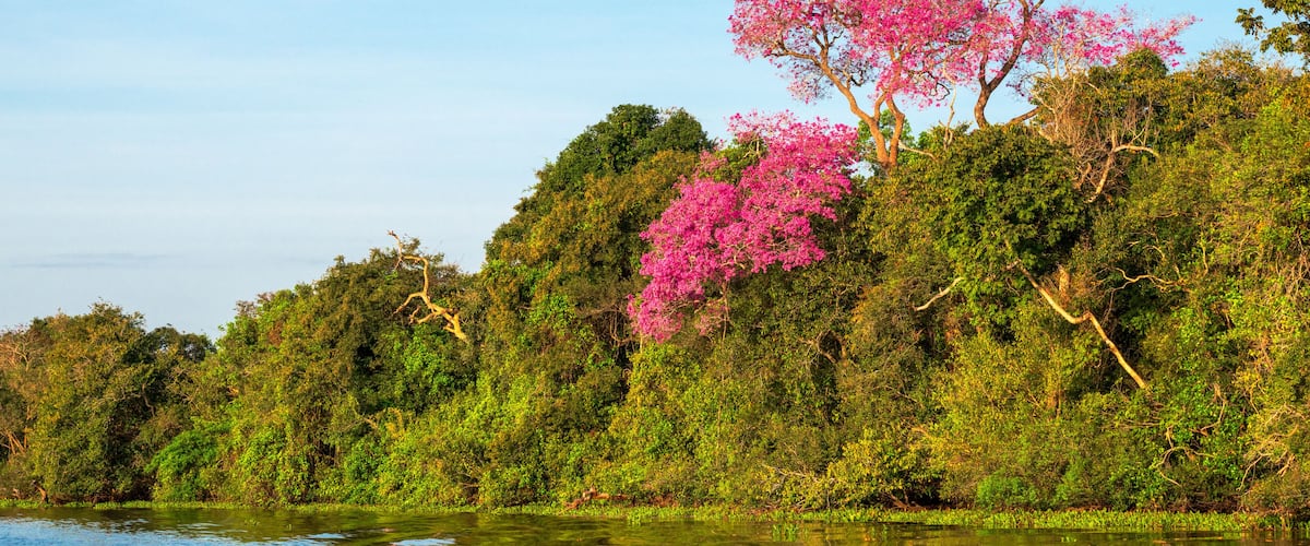 A riverbank with dense greenery and pink flowering trees.