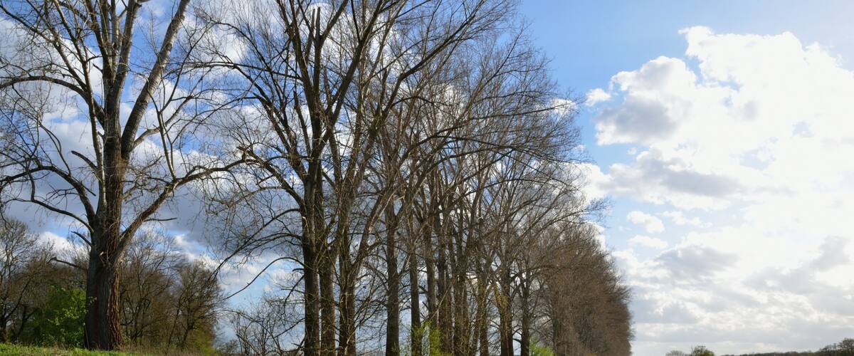 A calm river with trees on the banks and a clear sky.