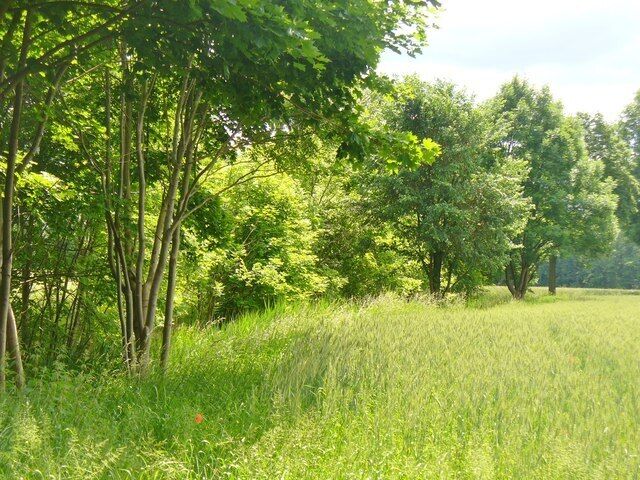 Loewenbruch - Feldrand (Field Edge)