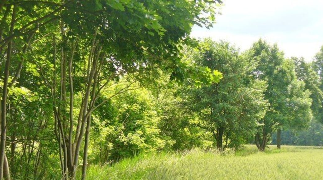 Loewenbruch - Feldrand (Field Edge)