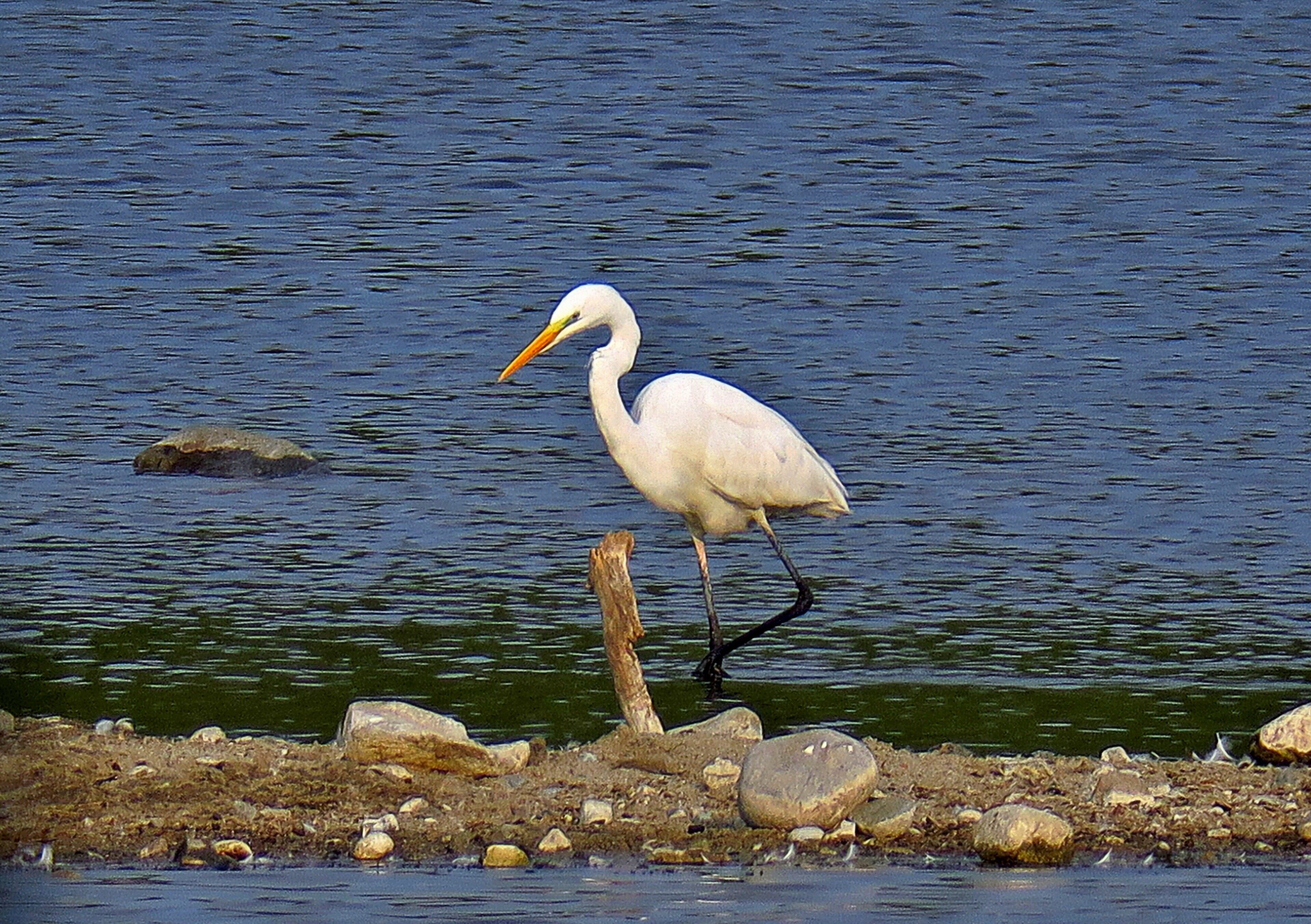 Der Silberreiher (Ardea alba, Syn.: Casmerodius albus, Egretta alba) gehört zur Familie der Reiher aus der Ordnung der Schreitvögel (Wikipedia)