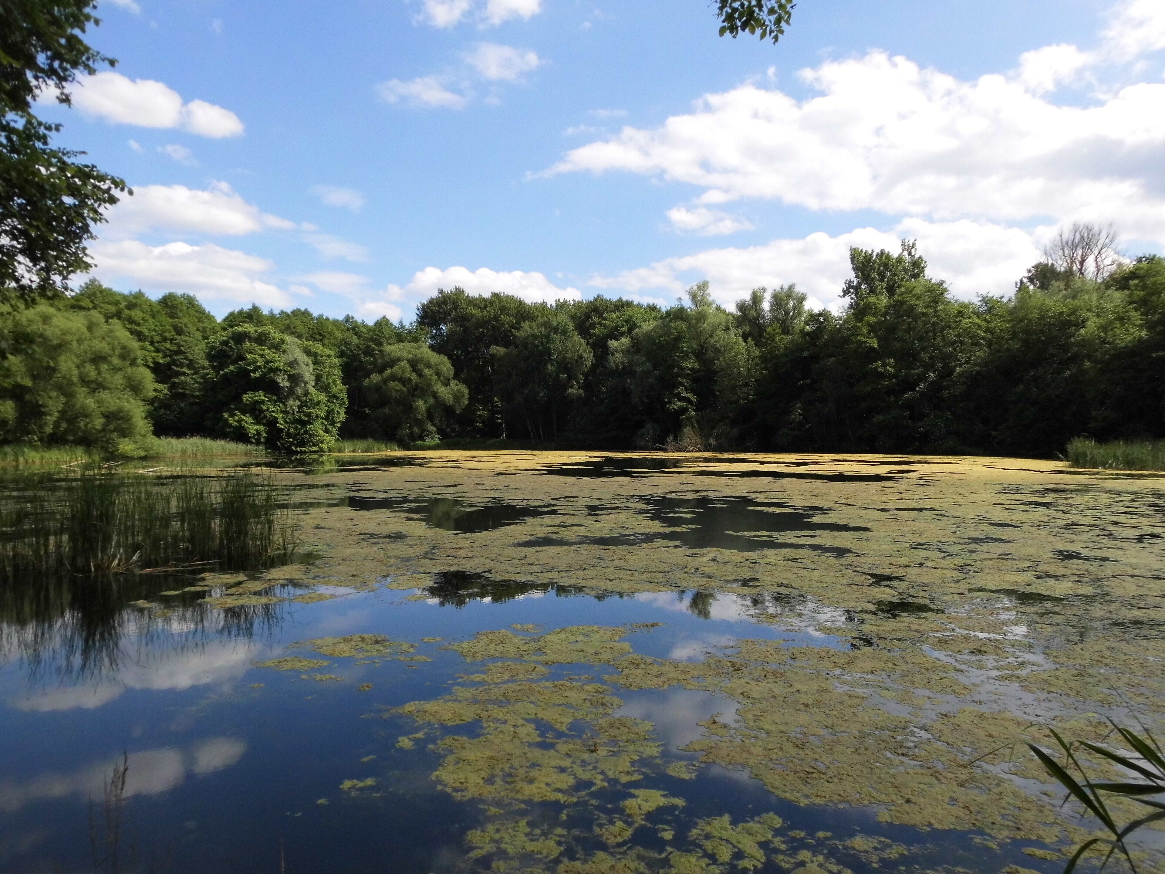 Waldteich bei Löwenbruch