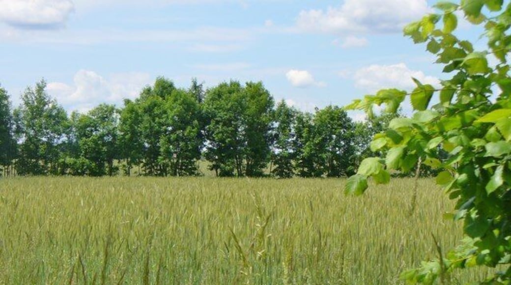 Loewenbruch - Weizenfeld (Wheat Field)