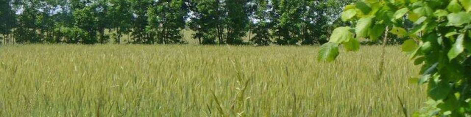 Loewenbruch - Weizenfeld (Wheat Field)