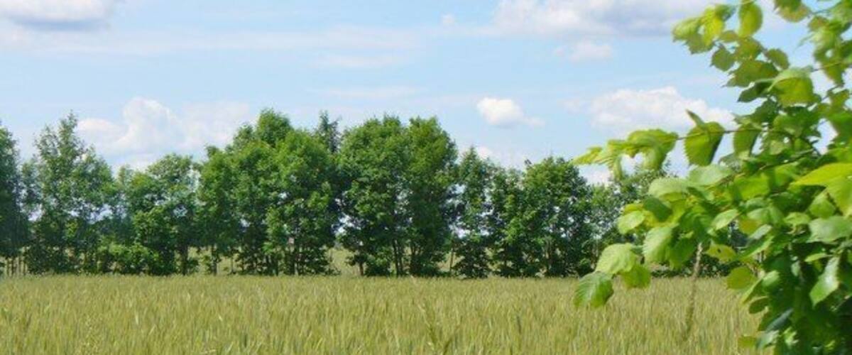 A field of tall grass with trees in the background.