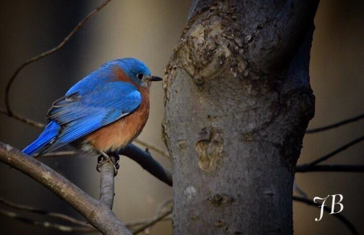 A beautiful blue bird.
