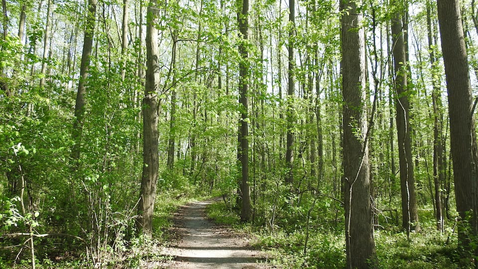 A forested path surrounded by tall trees and lush greenery.
