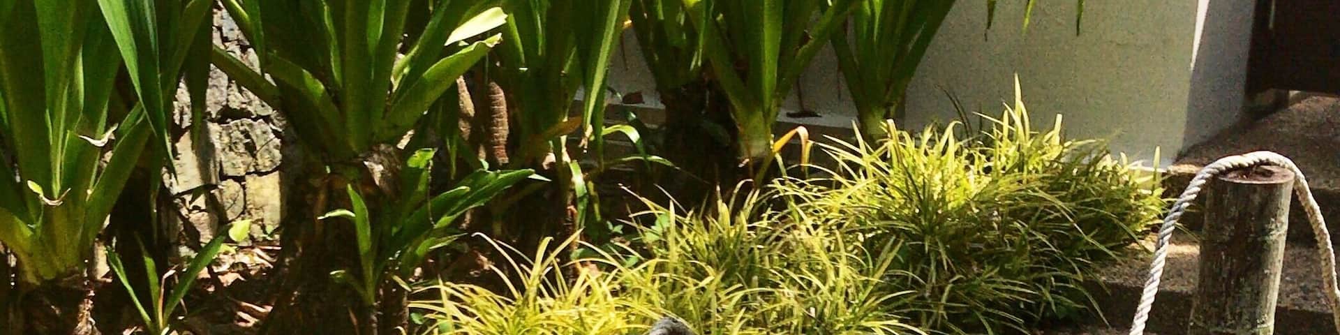 Calm space created through #yellow flowers at the Tanjong Jara Resort #lifeatexpediagroup