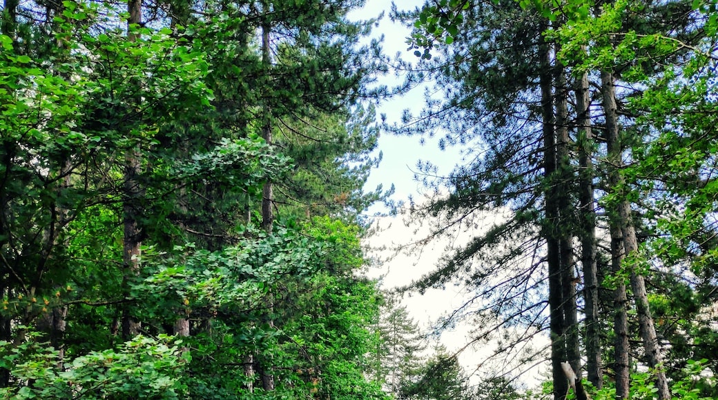 The colour of nature.