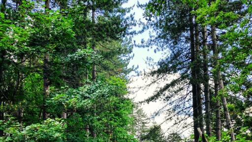 The colour of nature.