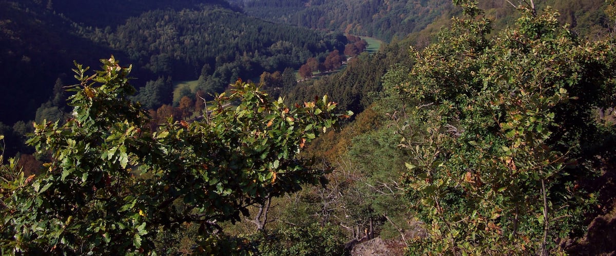 A valley with dense forests and rolling hills.