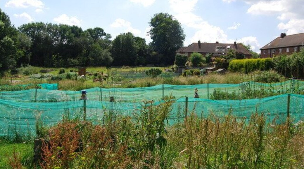 Cowden Allotments (2)